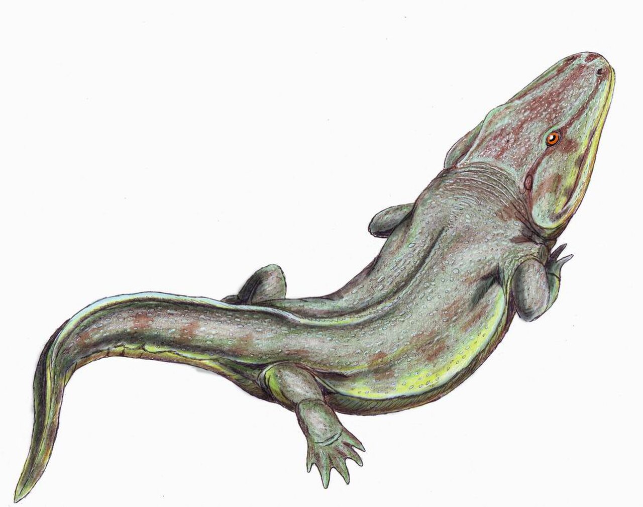 Rhinesuchus whaitsi reference
