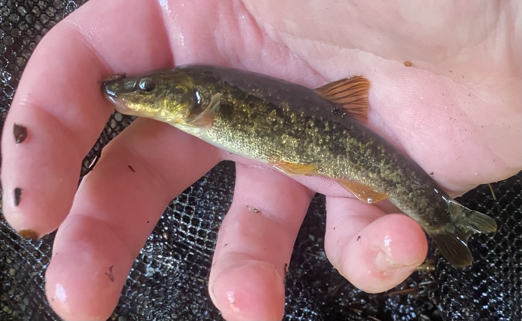 Longnose Dace reference