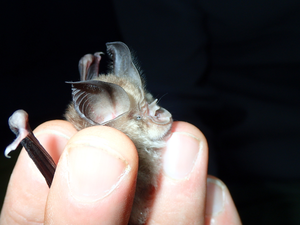 Mediterranean Horseshoe Bat reference