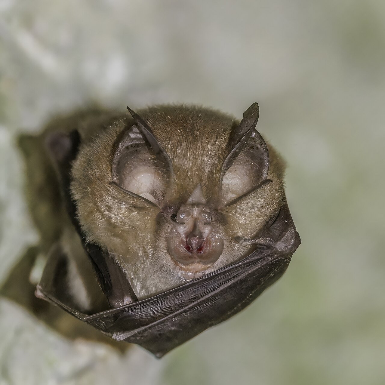 Greater Horseshoe Bat reference