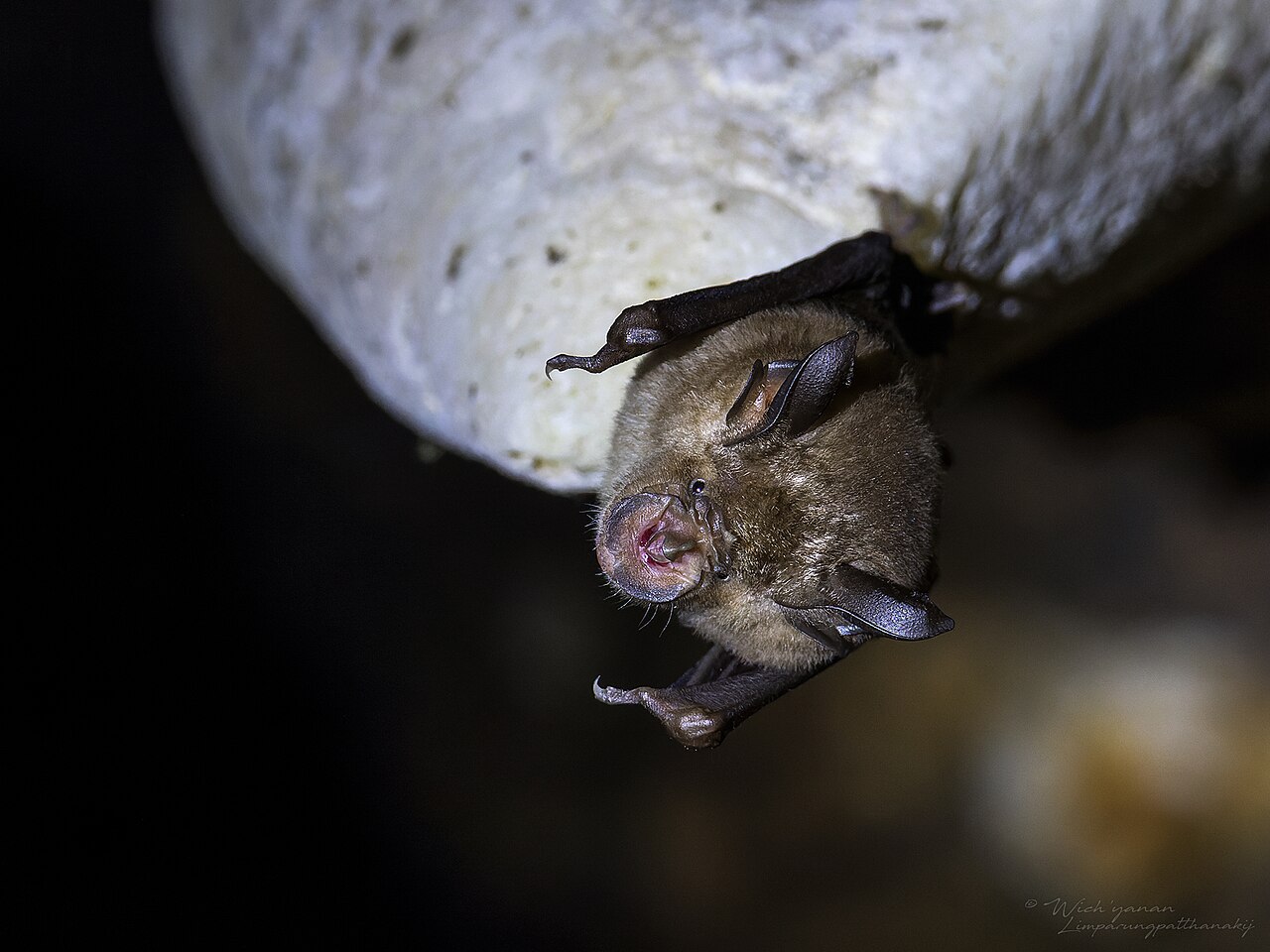 Thomas's Horseshoe Bat reference