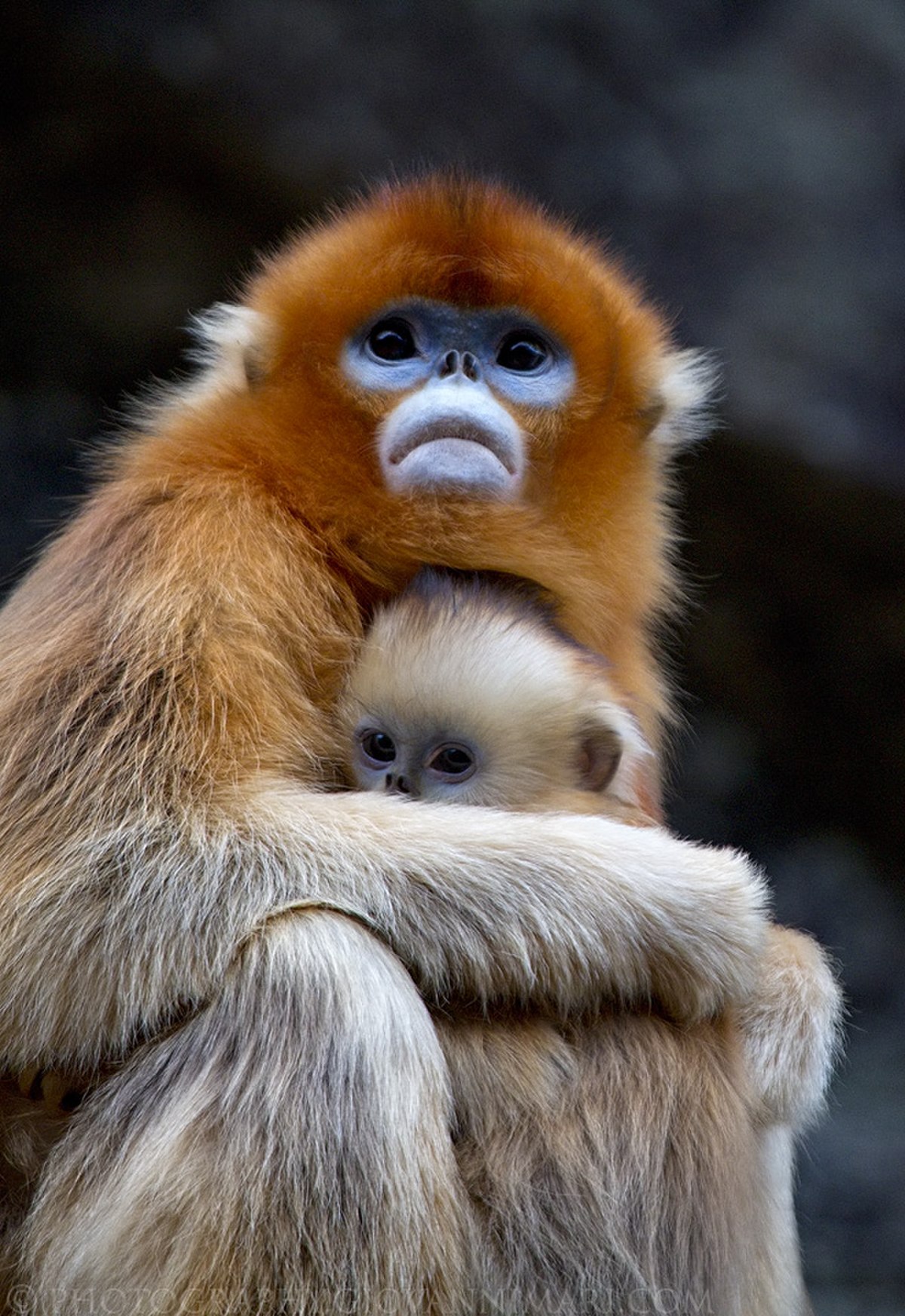 Golden Snub-nosed Monkey reference