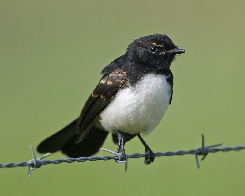 Willie Wagtail reference