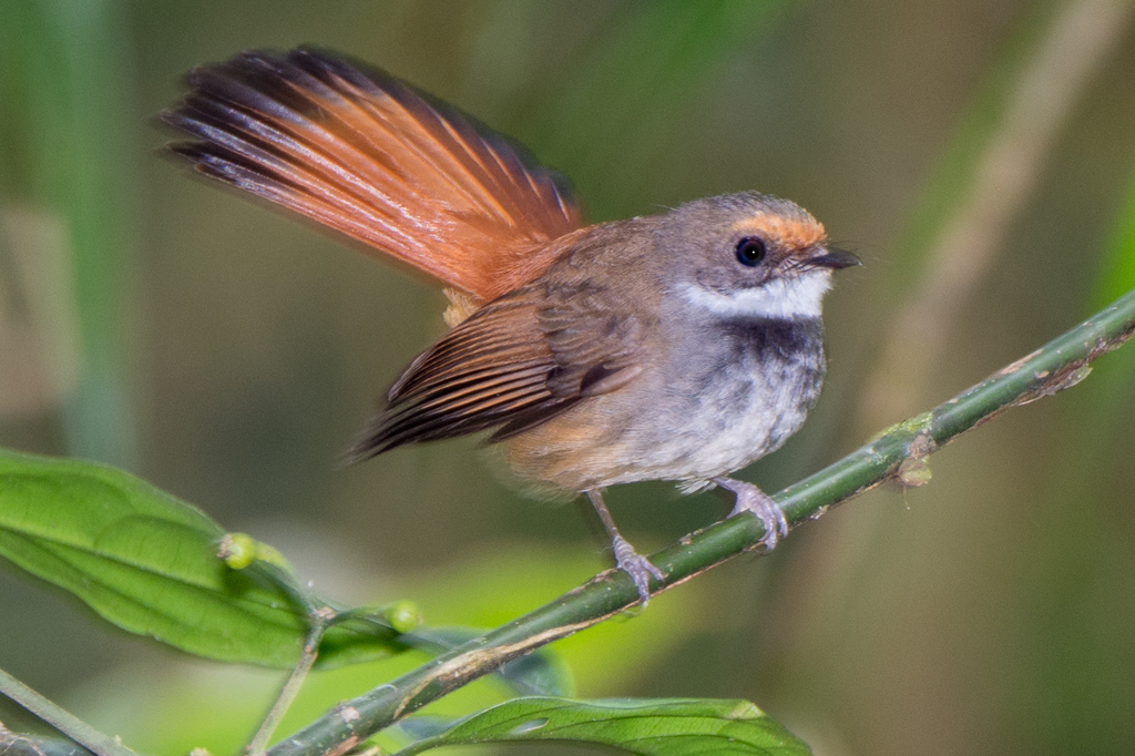 Sulawesi Fantail reference