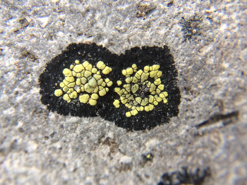 Map Lichen reference