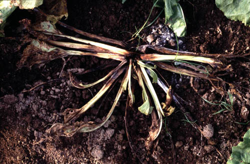 Brown Patch Disease reference