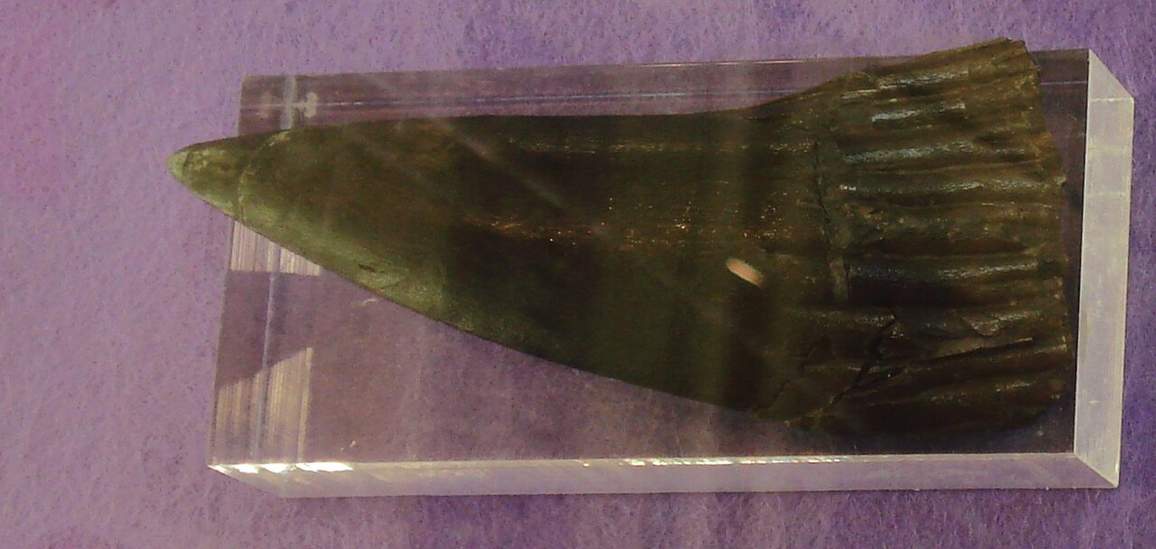 Rhizodus hibberti reference