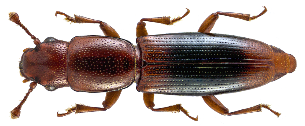 Rhizophagus dispar reference