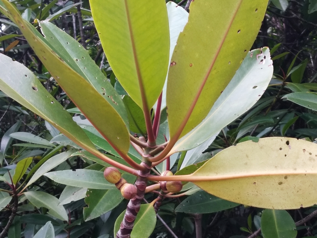 Tall-stilt Mangrove reference