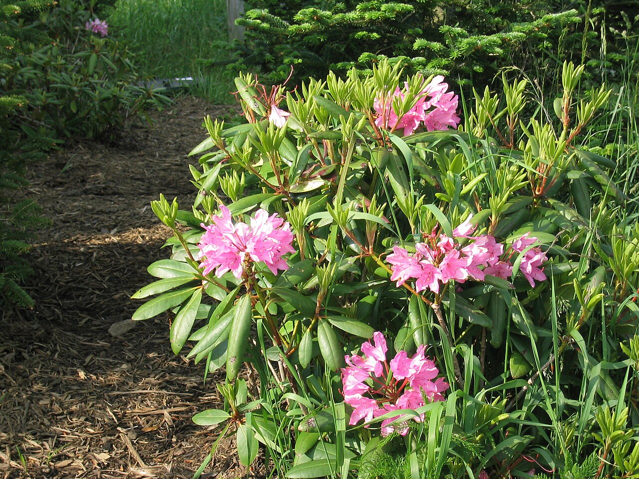 Catawba Rhododendron reference