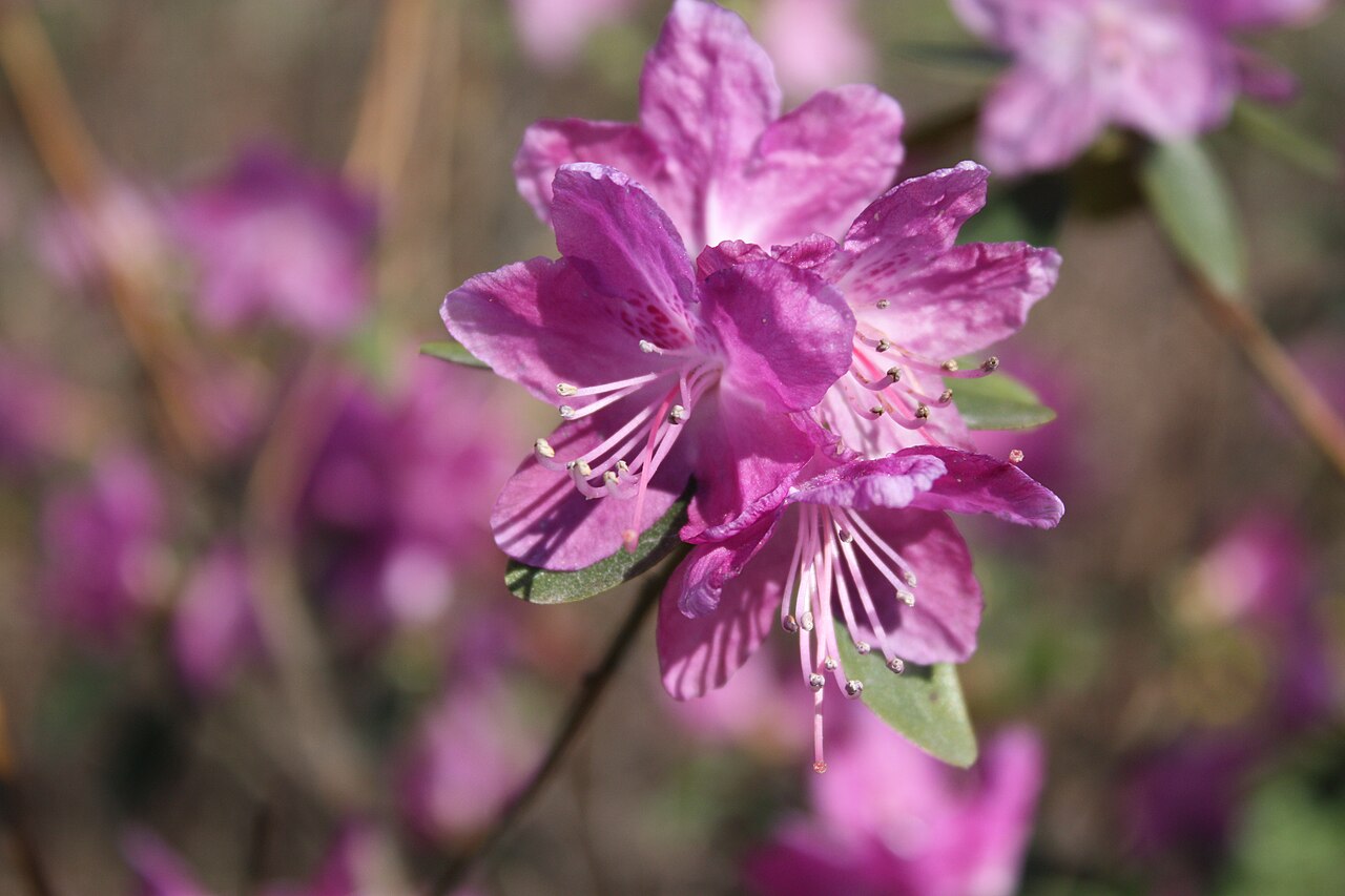 Rhododendron dauricum reference