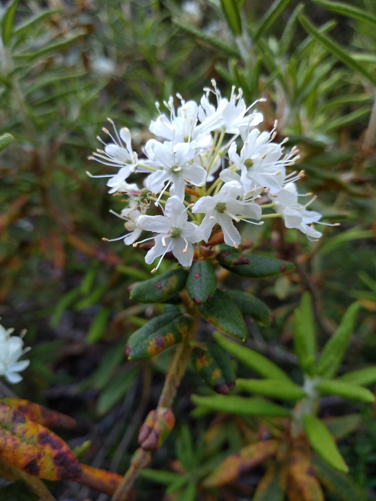 Bog Labrador Tea reference