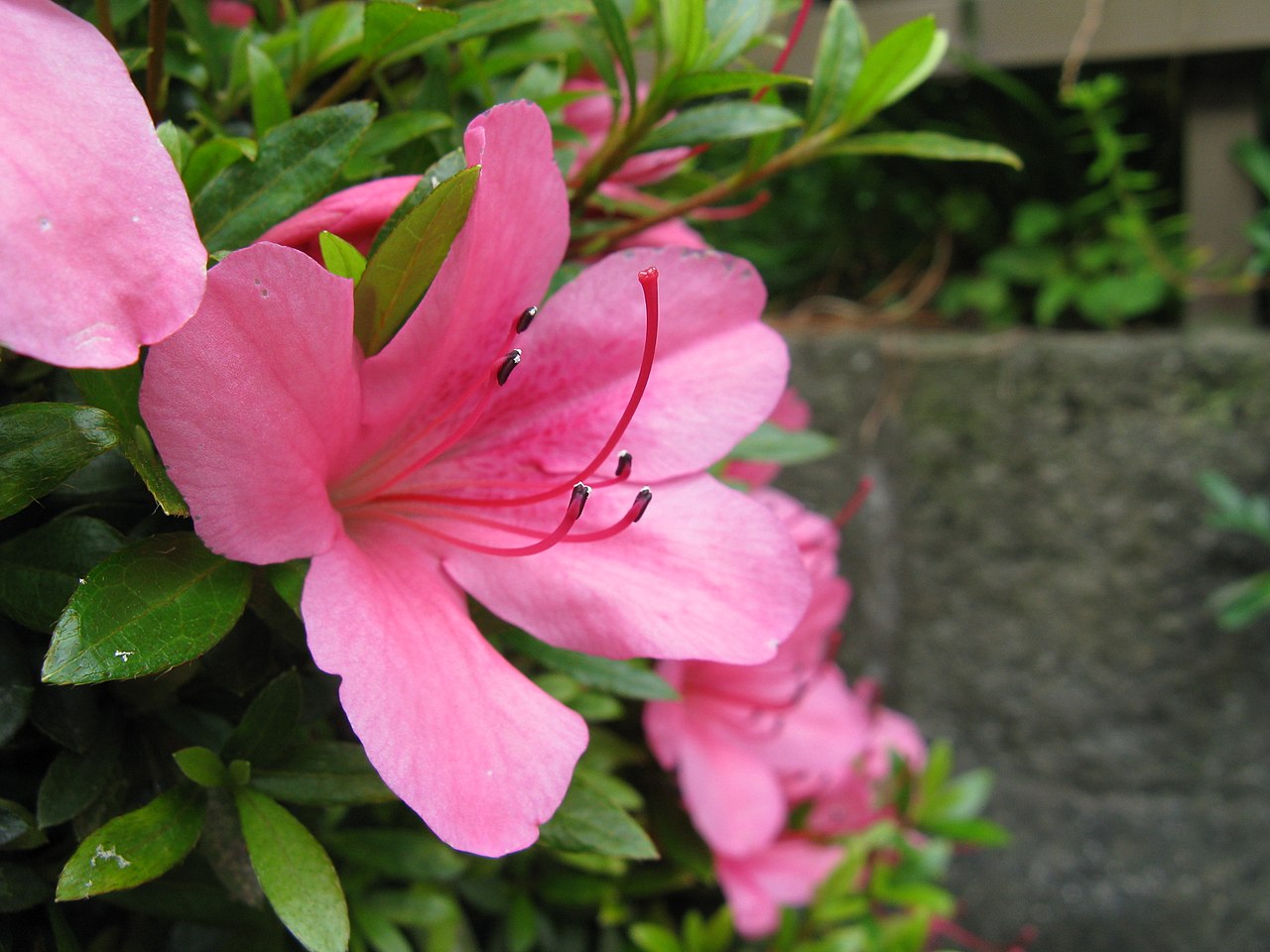southern Indian azalea reference
