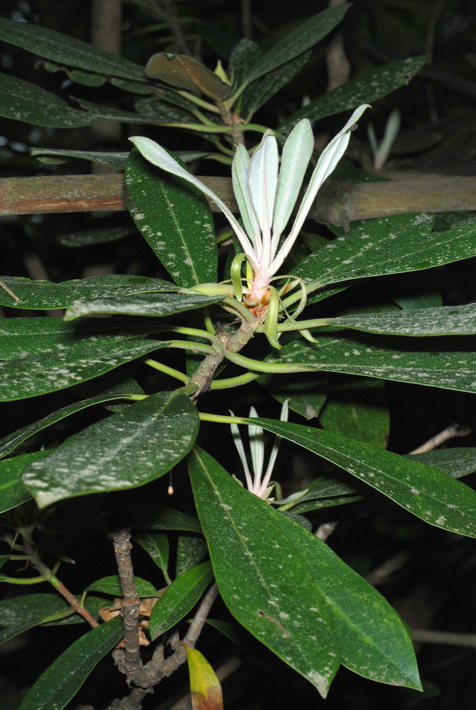 Great Rhododendron reference
