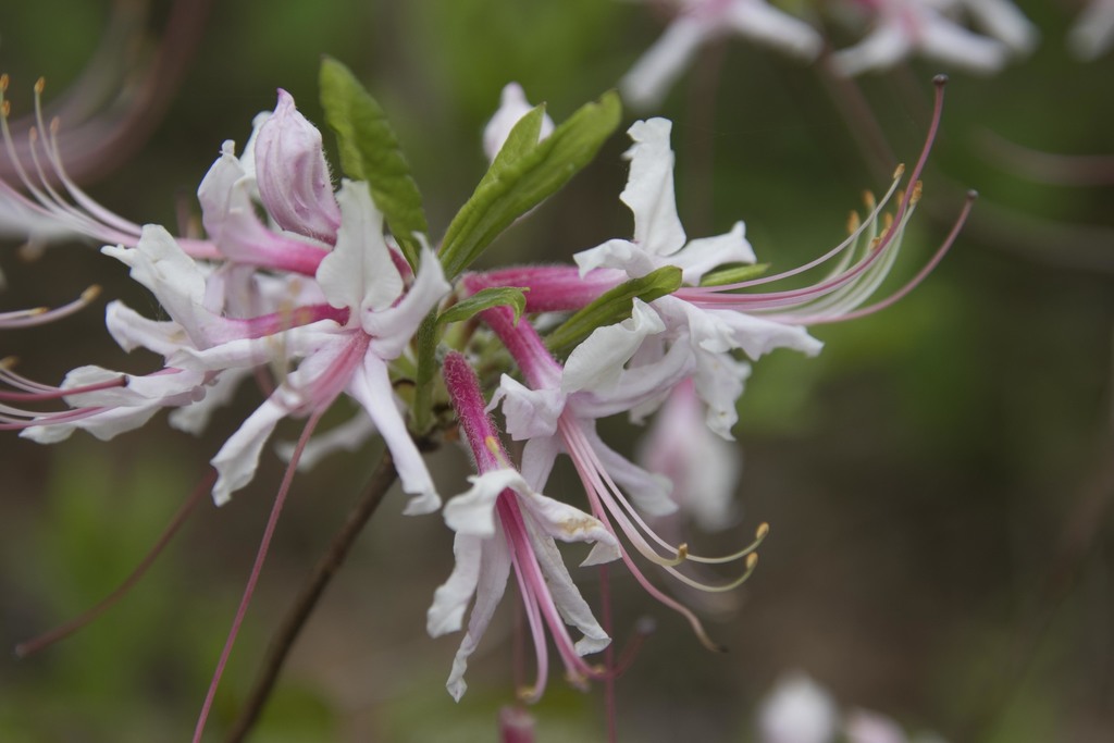 Pinxter Flower reference