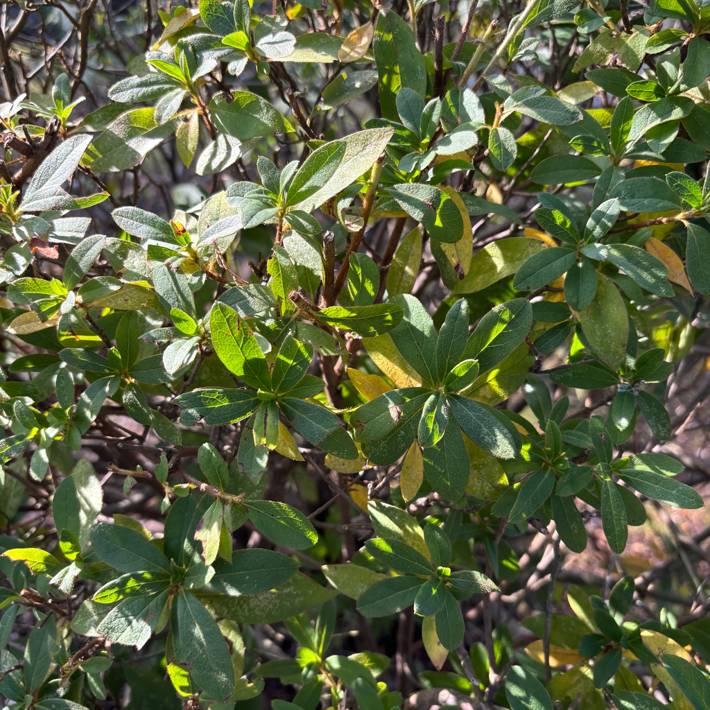 Rhododendron pulchrum reference
