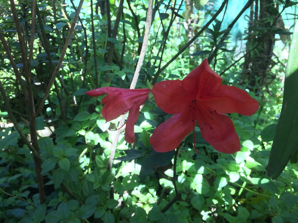 Red Azalea reference