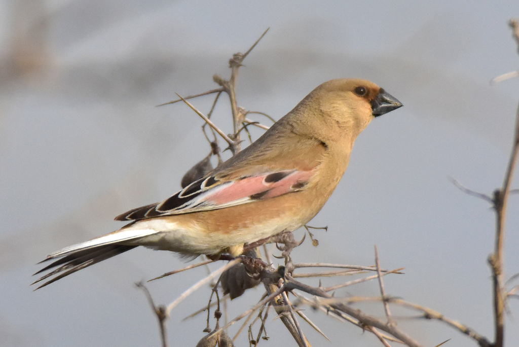 Desert Finch reference