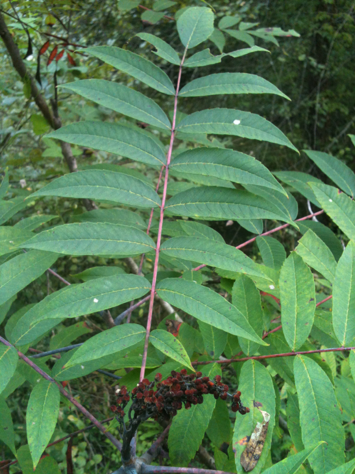 smooth sumac reference
