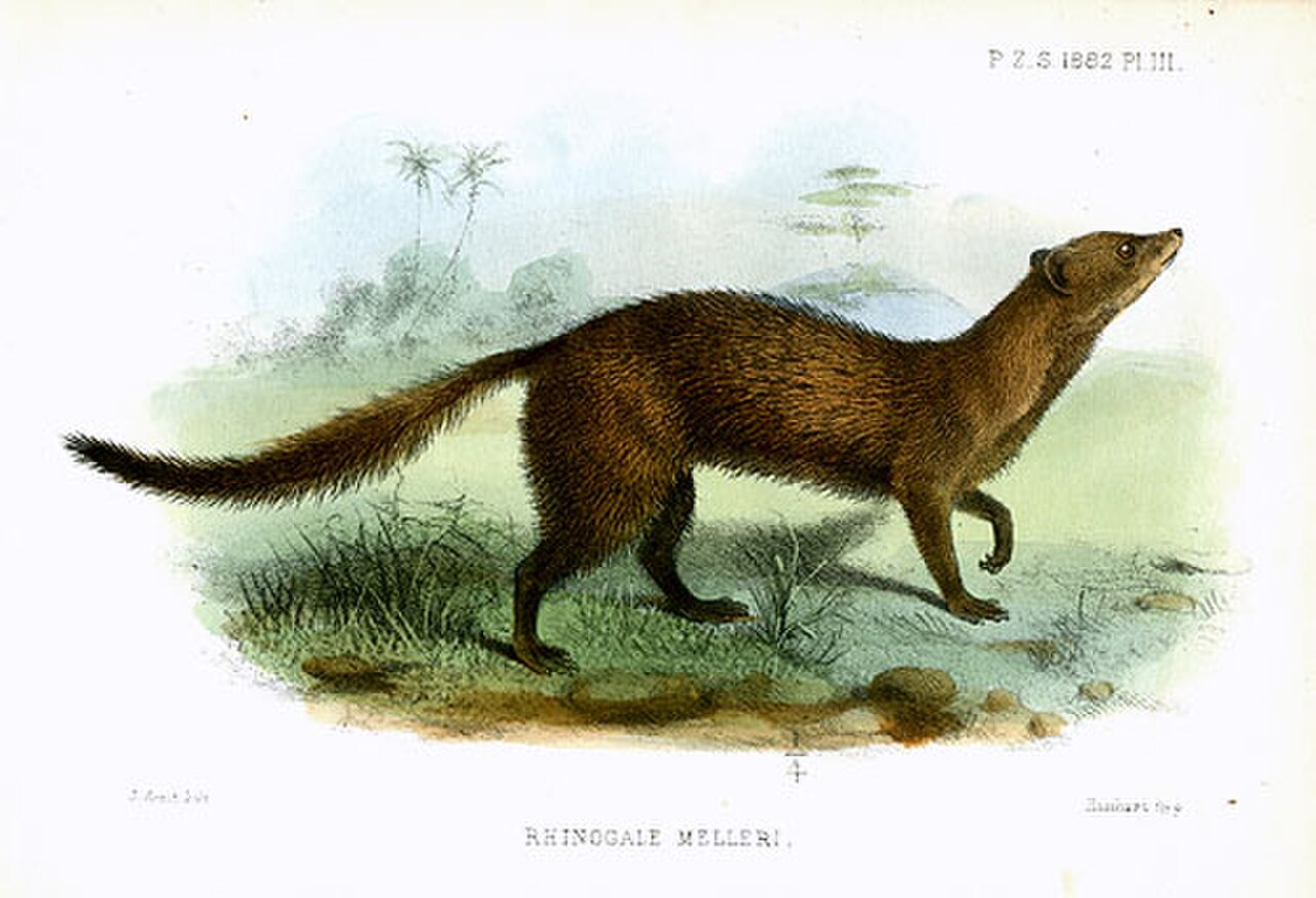 Meller's Mongoose reference