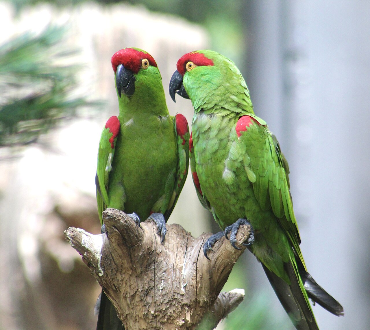 Thick-billed Parrot reference
