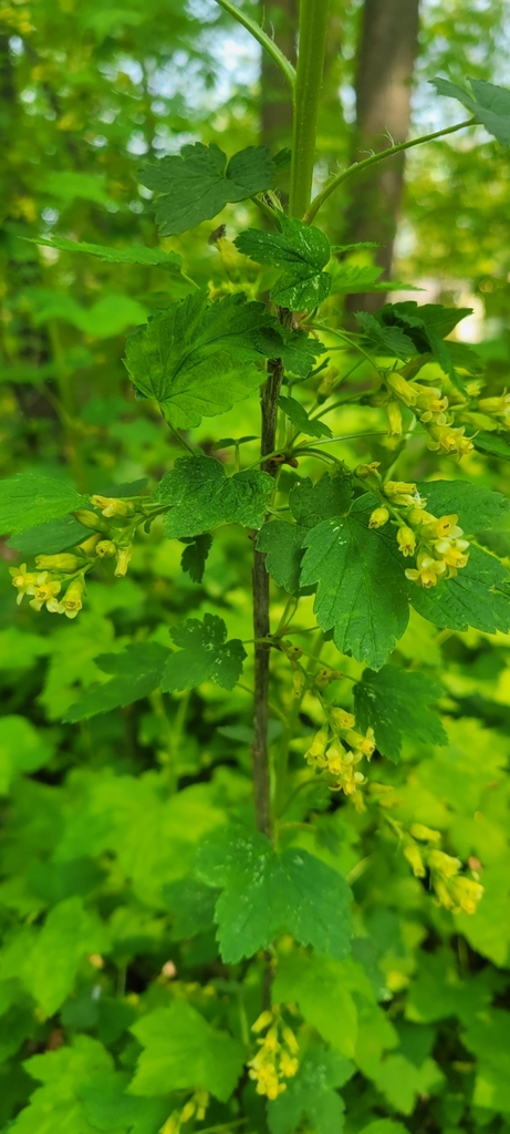 American Black Currant reference