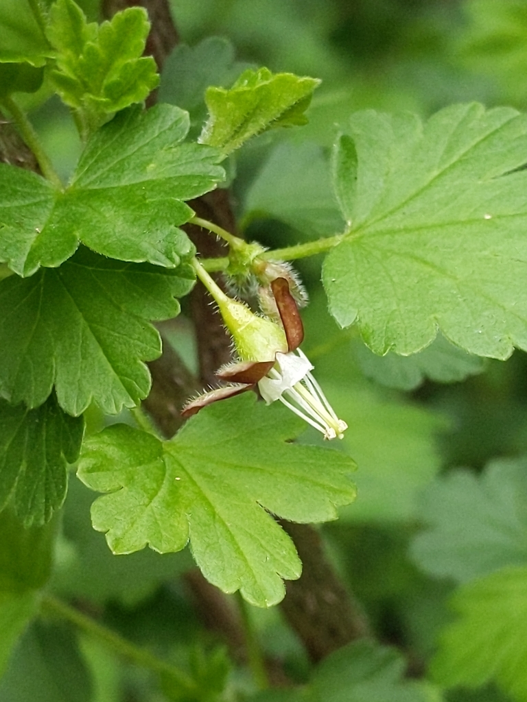spreading gooseberry reference