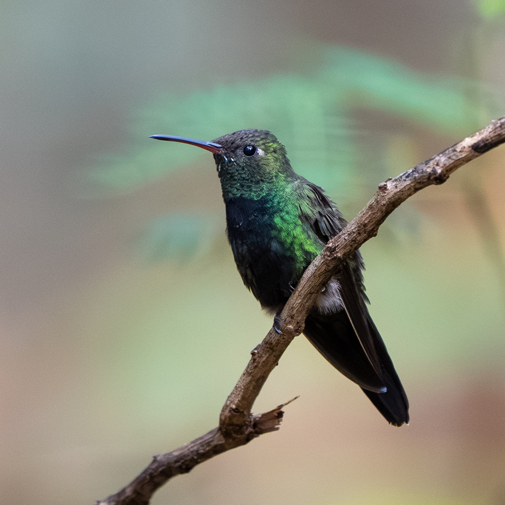 Hispaniolan Emerald reference