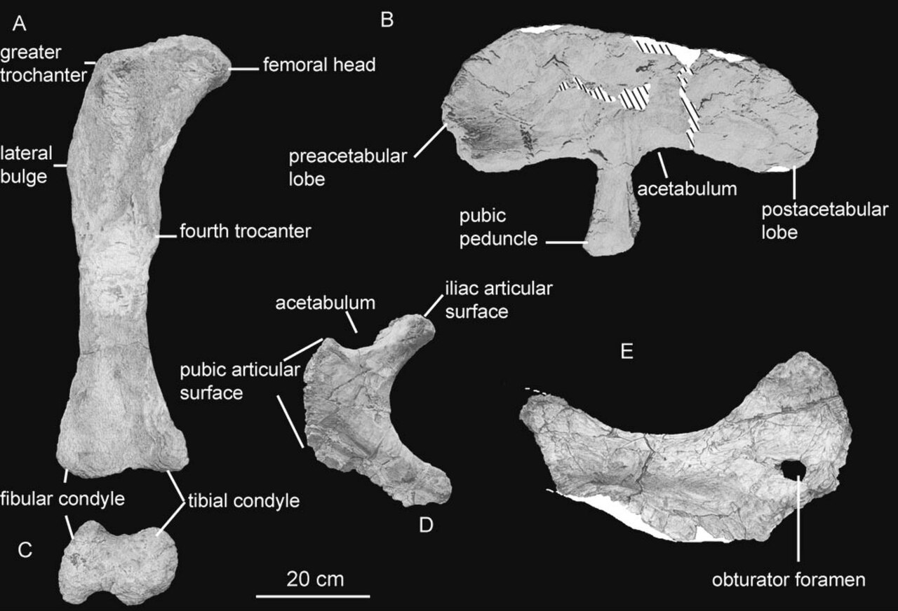 Rocasaurus muniozi reference