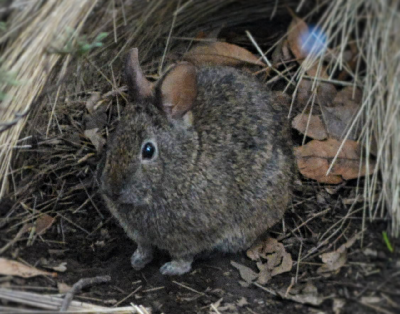 Volcano Rabbit reference