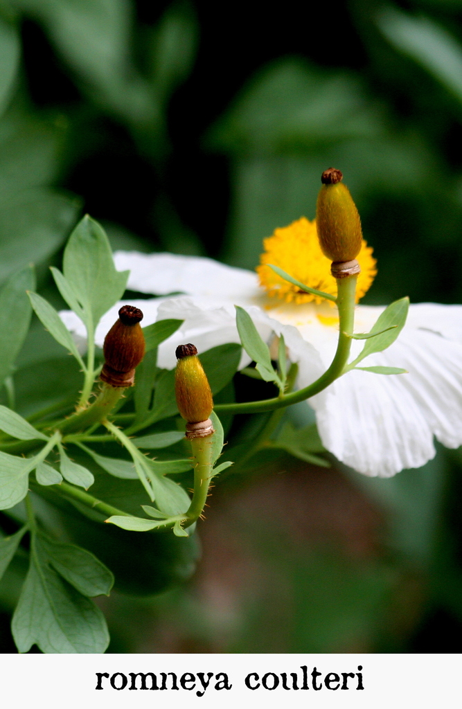 Coulter's matilija poppy reference