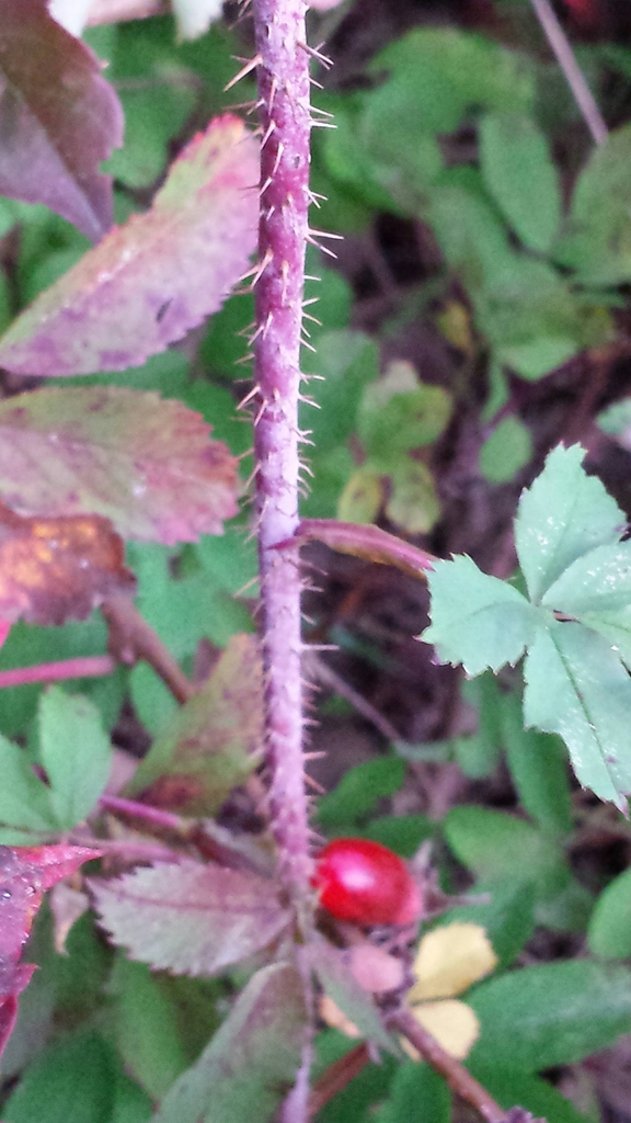 Prickly Wild Rose reference