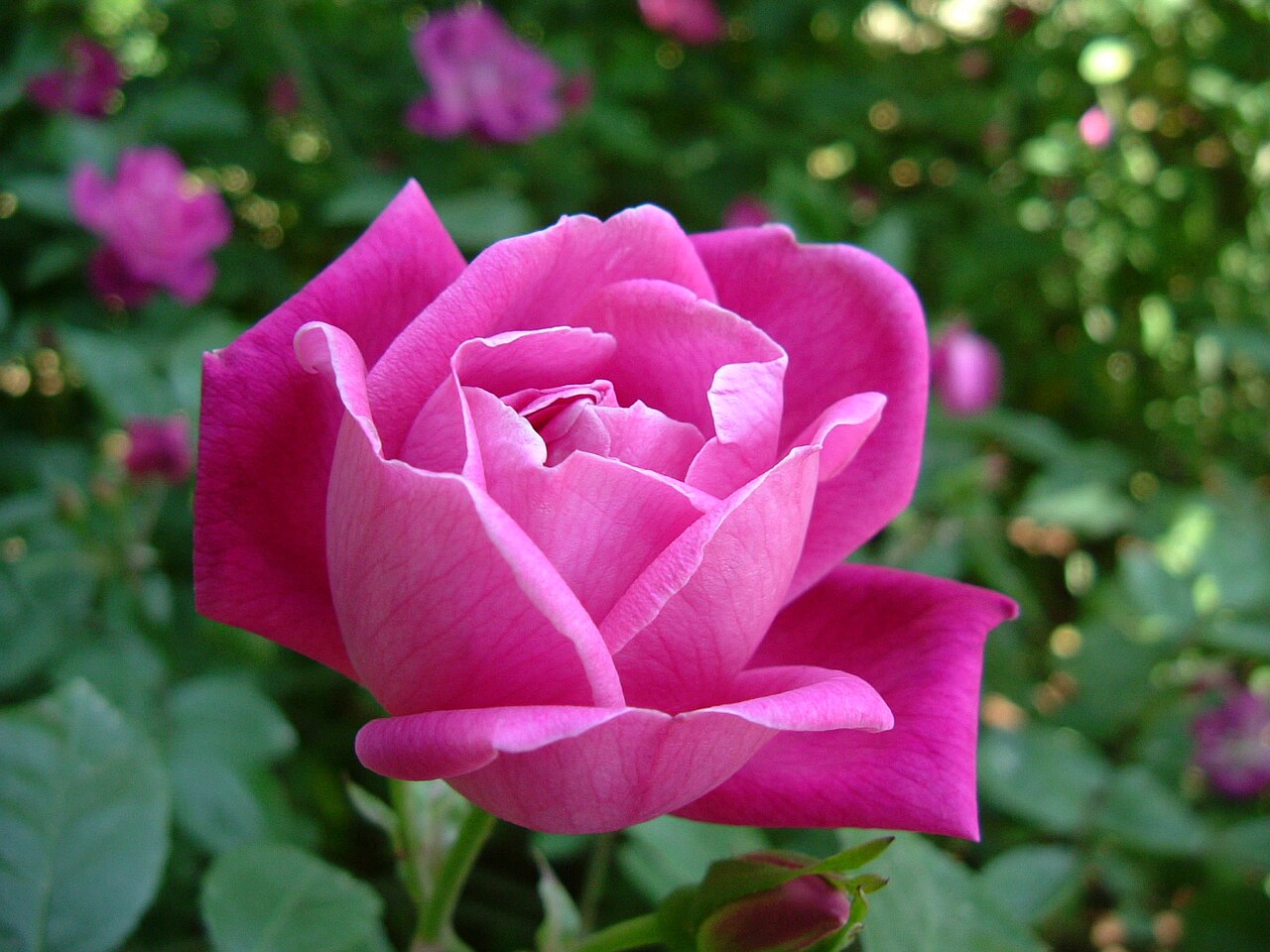 China Rose reference