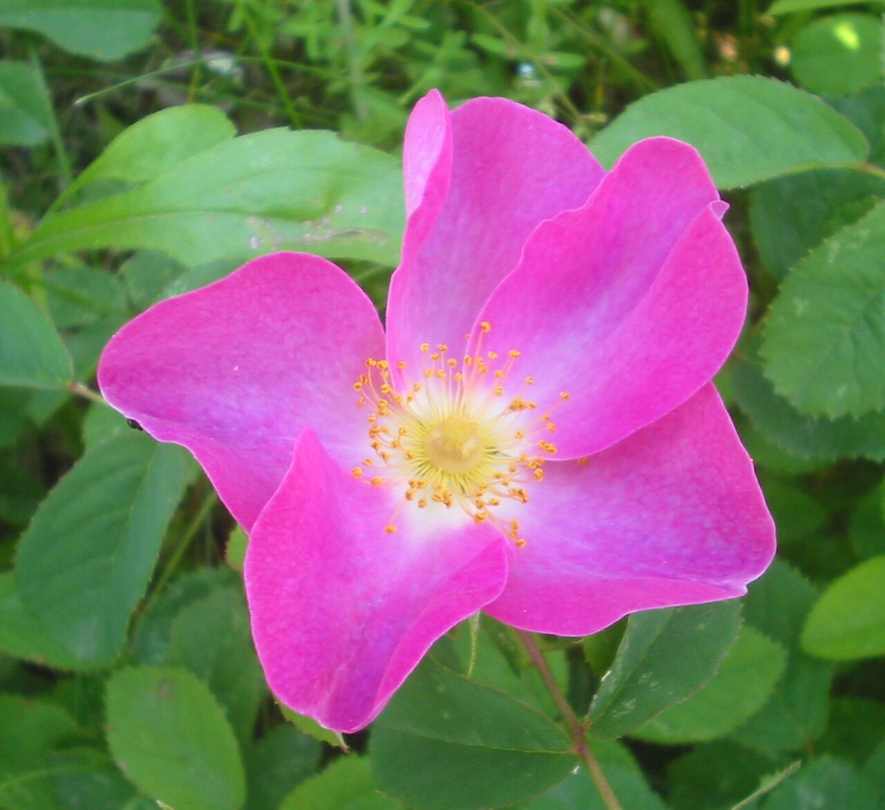 Provence Rose reference
