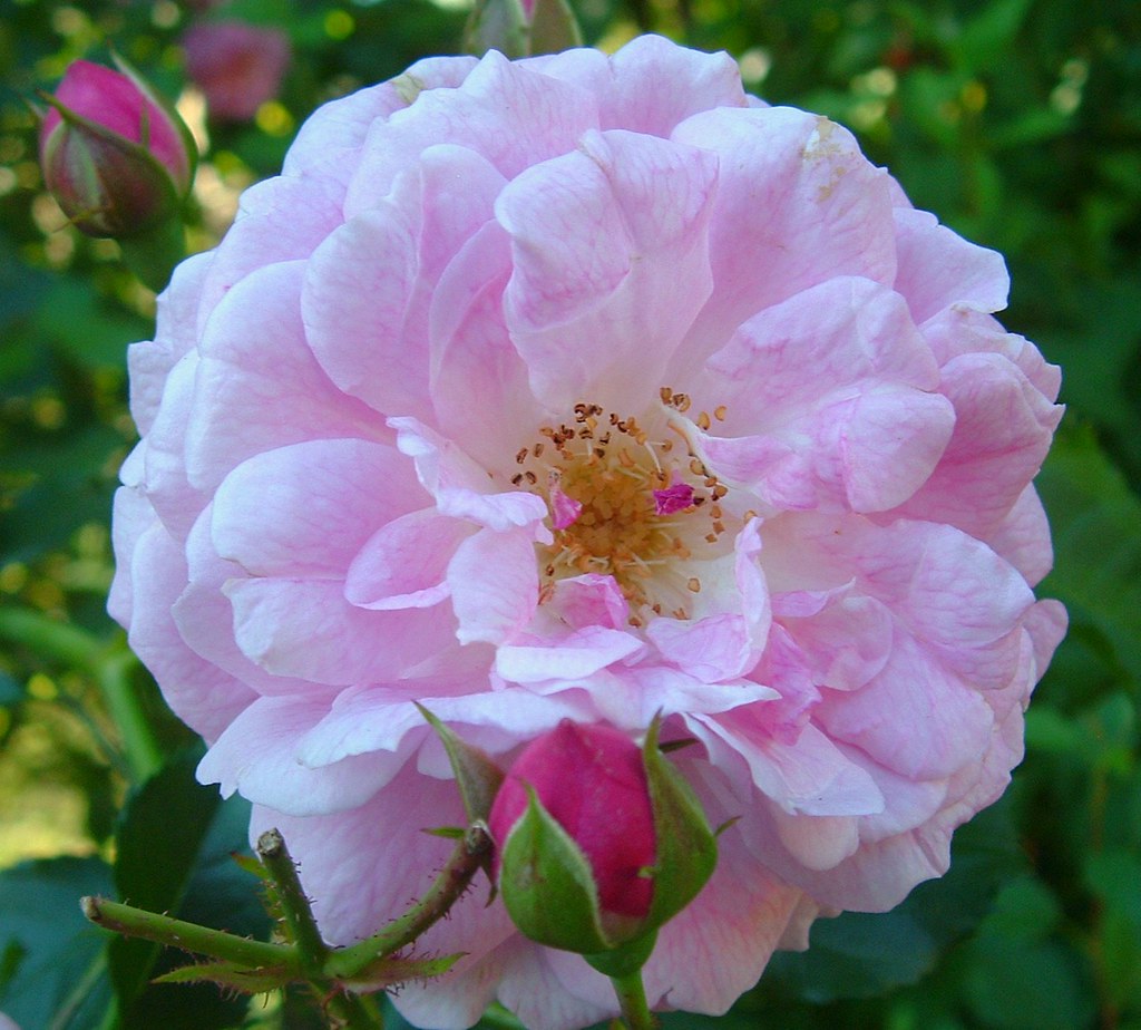 rugosa rose reference