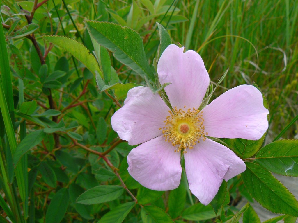 Virginian Rose reference