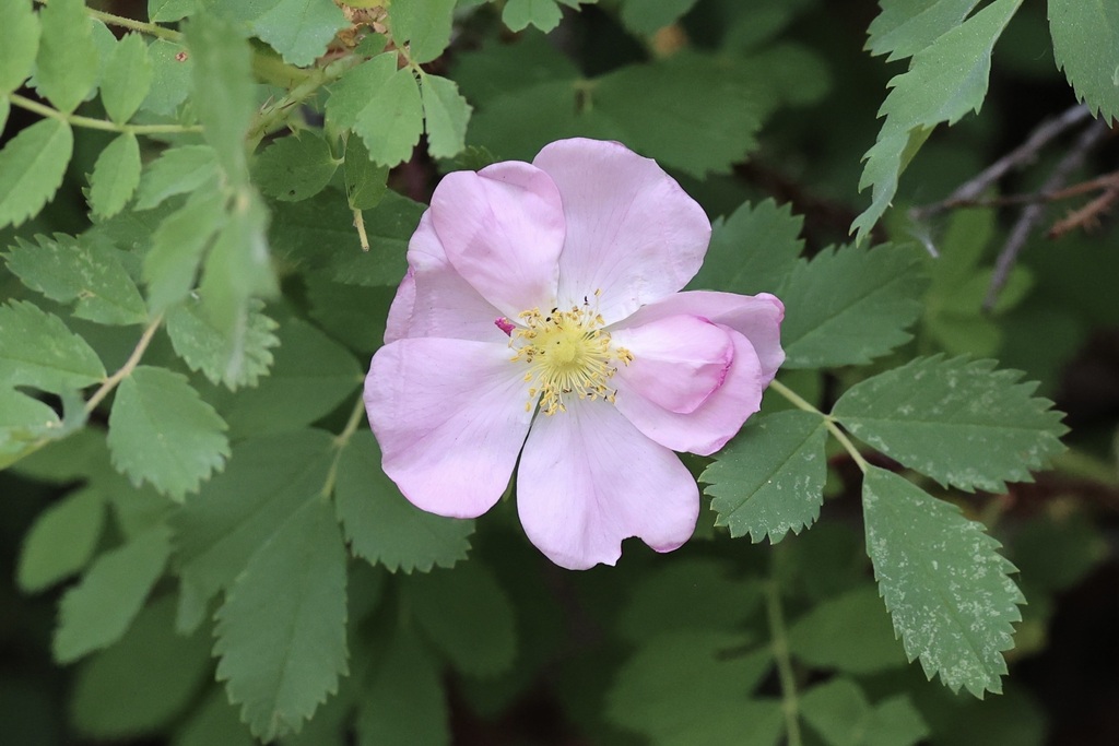 Woods' rose reference