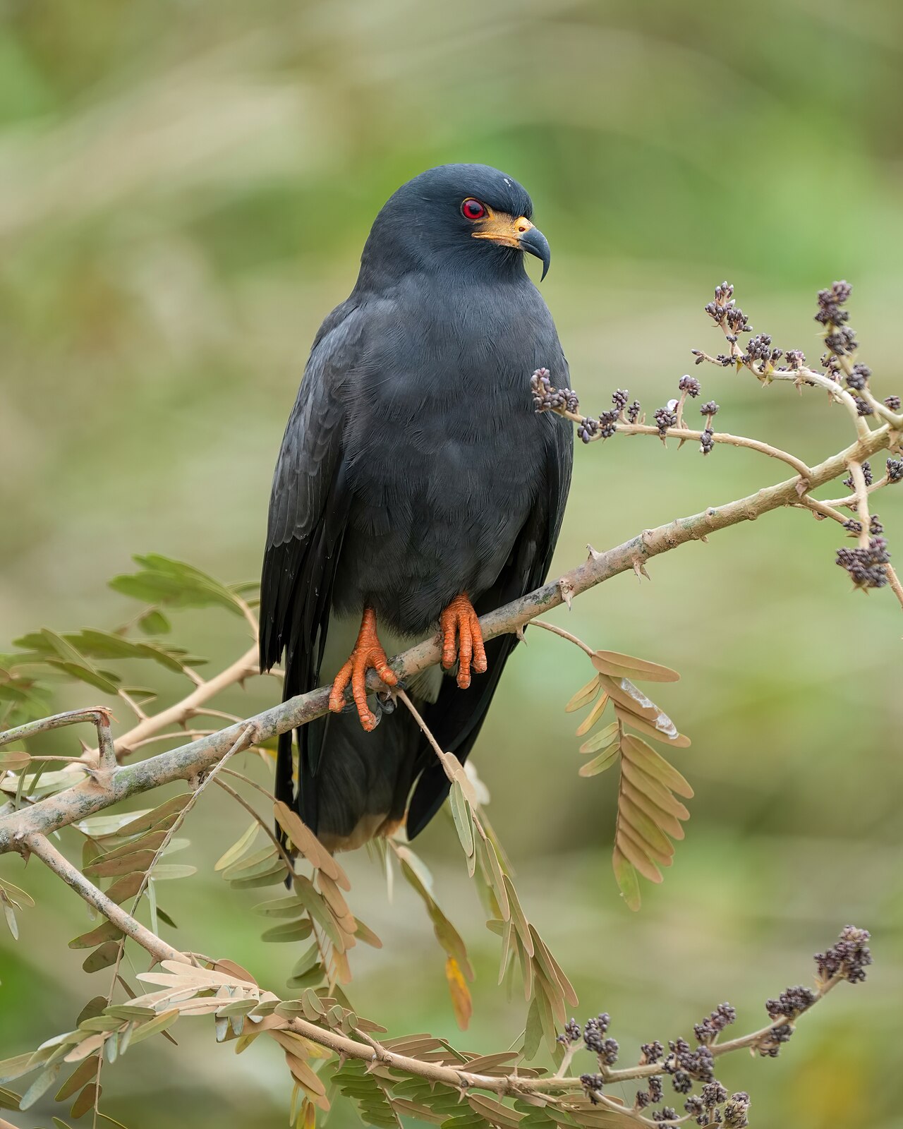 Snail Kite reference