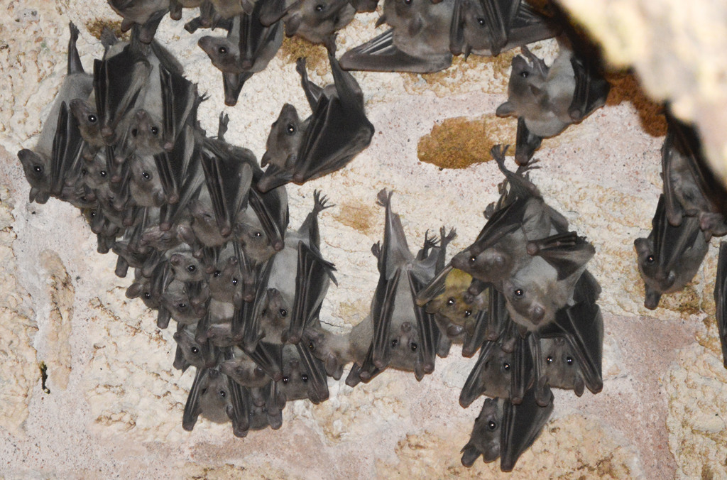 Egyptian Fruit Bat reference