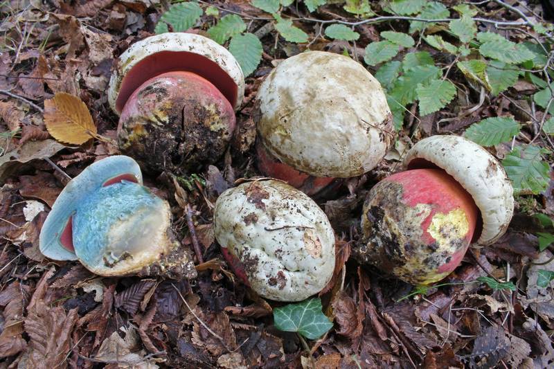 Devil's Bolete reference