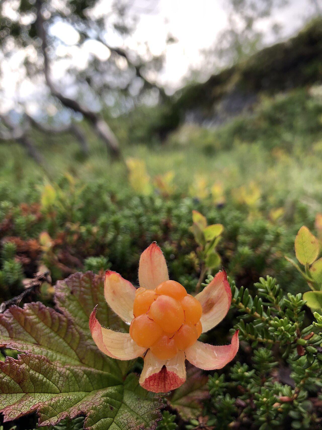 Cloudberry reference