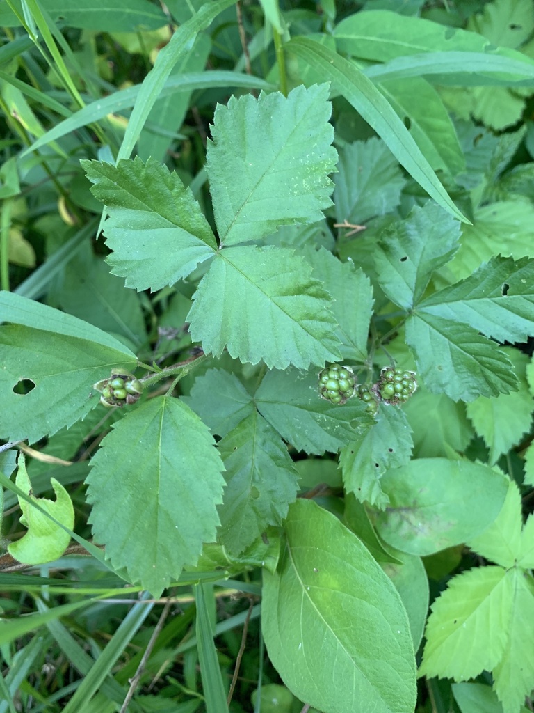 Common Dewberry reference