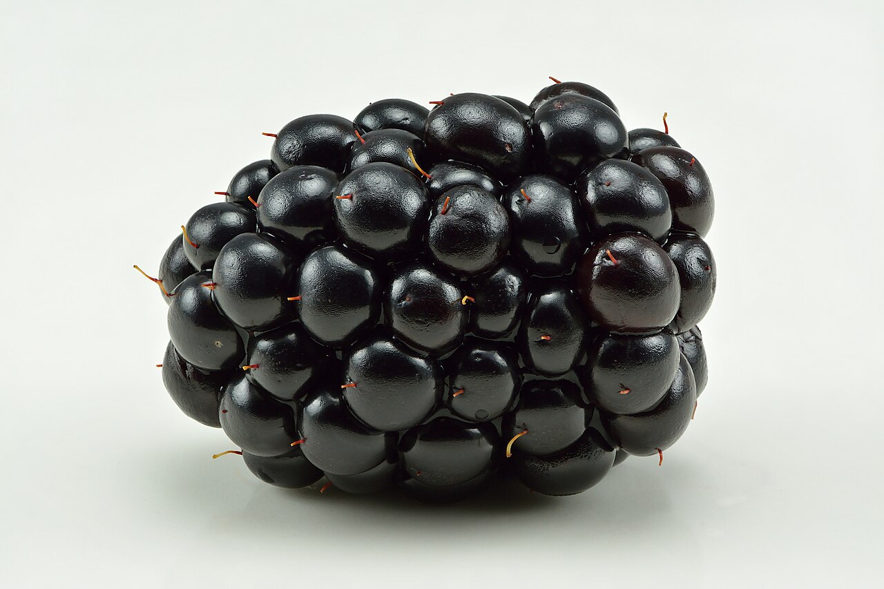 pilated-leaved blackberry reference