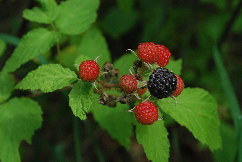 black raspberry reference