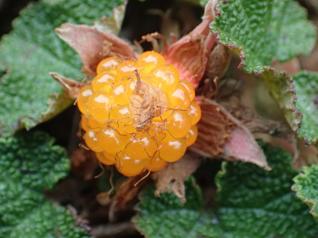 Creeping Taiwan Bramble reference