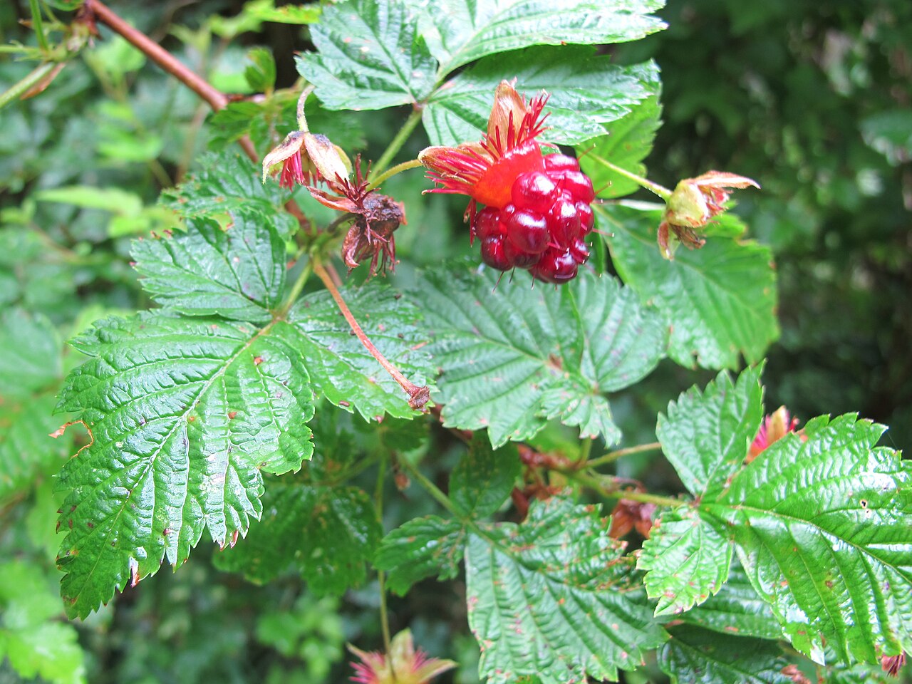Salmonberry reference