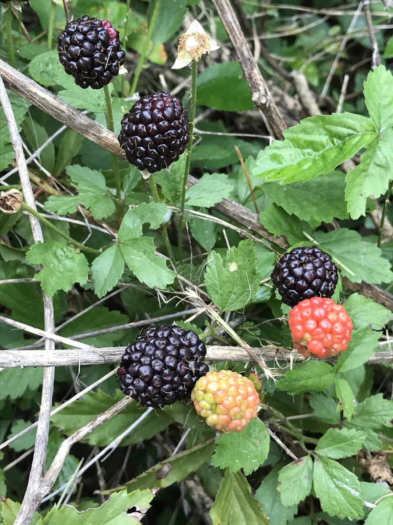 southern dewberry reference