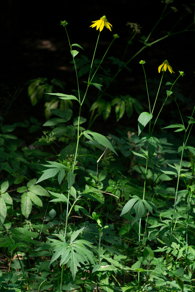Cutleaf Coneflower reference