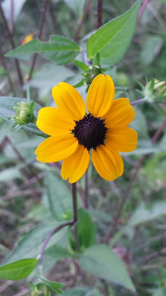brown-eyed Susan reference