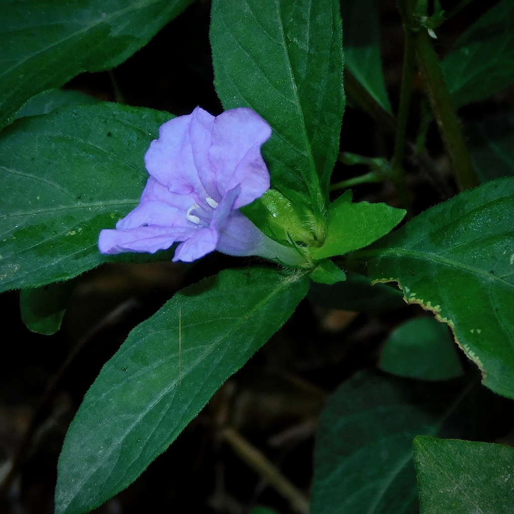 Carolina ruellia reference